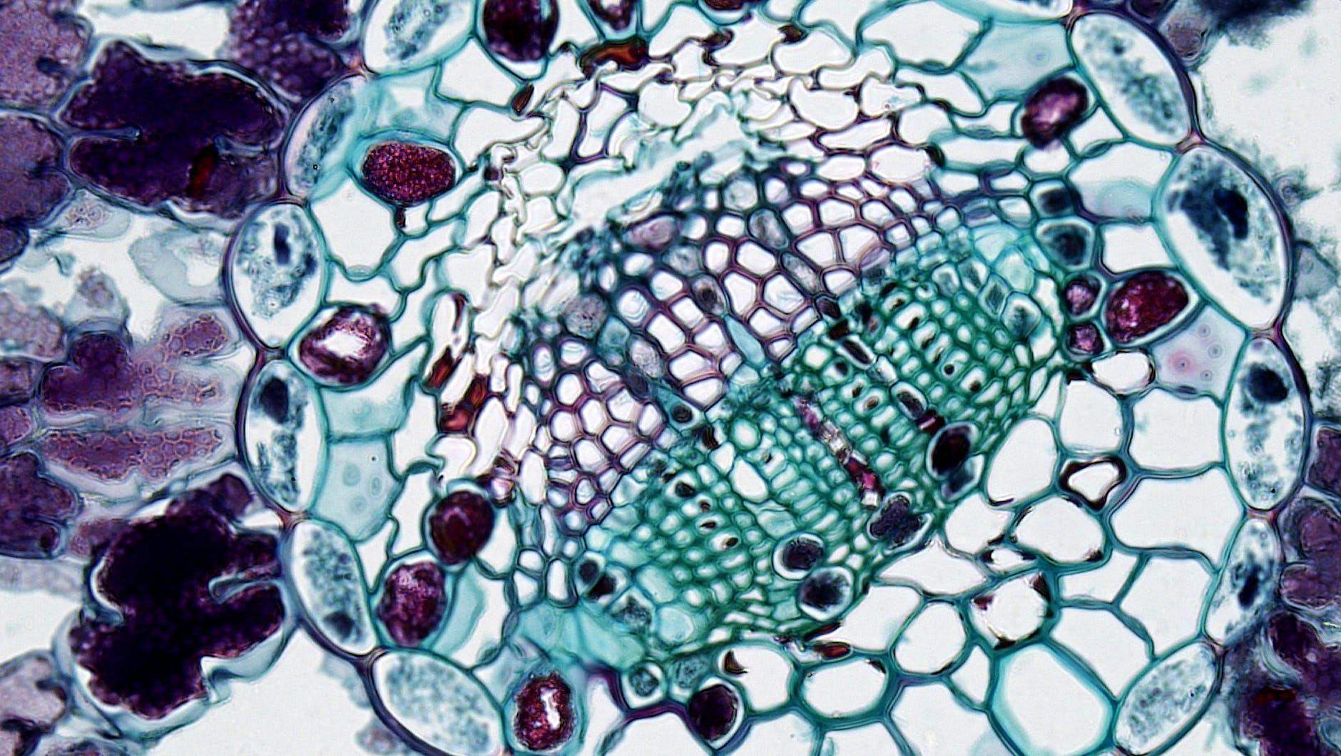 Read more about the article Genetics 1
